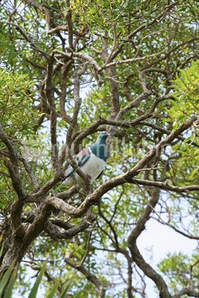 Kereru, Wood pigeon