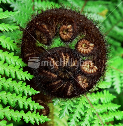 Close up of a Koru Fern Frond signifying new life