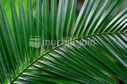 Palm Frond Abstract