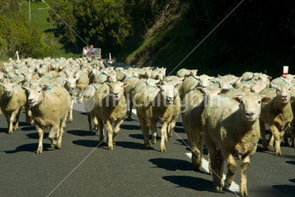 Mustering Sheep on Country Road, near Poi Poi, King Country