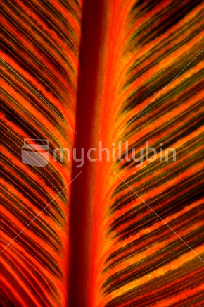 Native Plant Leaf Abstract