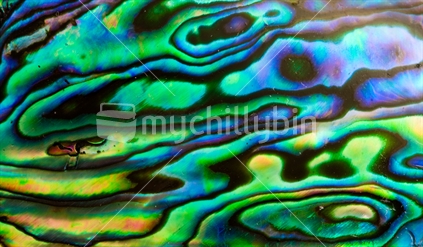 Paua Shell Abstract 4
