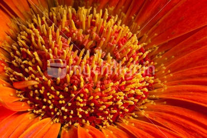 Gerbera flower 