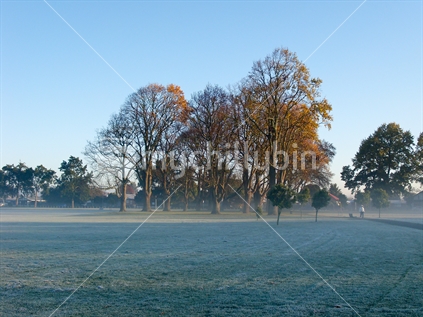 Frosty morning in park, Claudelands, Hamilton, New Zealand