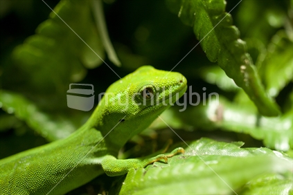 New Zealand Green Gecko
