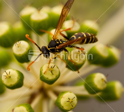 Paper Wasp feeding on a flower
