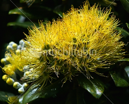 Yellow Pohutukawa Flower