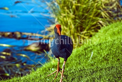Pukeko bird (colour enhanced)