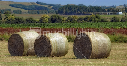 Hay bales on farm