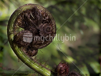 Close up of Fern frond