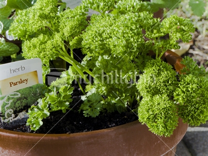 Fresh parsley growing in pot