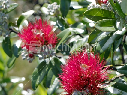 Pohutukawa in blossom; native and endemic to New Zealand