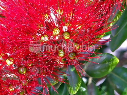 Pohutukawa in blossom; native and endemic tree in New Zealand