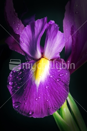 Macro of Iris