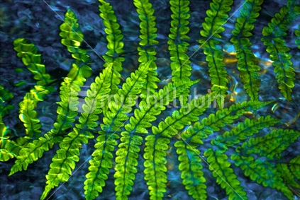 Ferns floating in clear river water