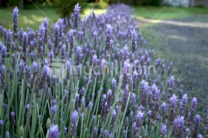 Row of lavender