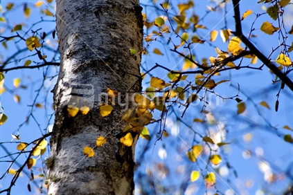 Silver birch in autumn, New Zealand