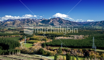 Forest with mountains in background, New Zealand