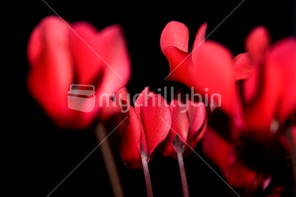 Red cyclamen flowers