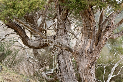 Native Manuka tree
