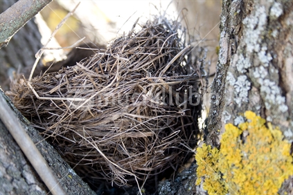Bird's nest in a tree