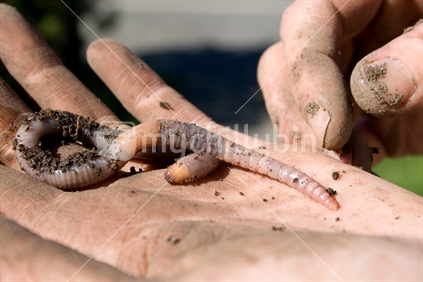 Earthworm on a hand