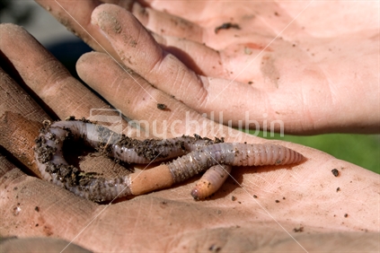 Worm on open palm