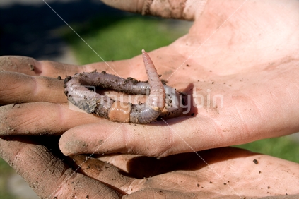 Dirty hands and a worm