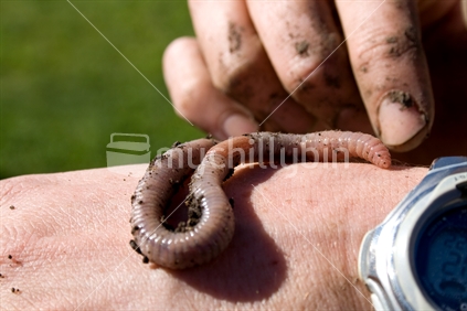 Wriggly earthworm