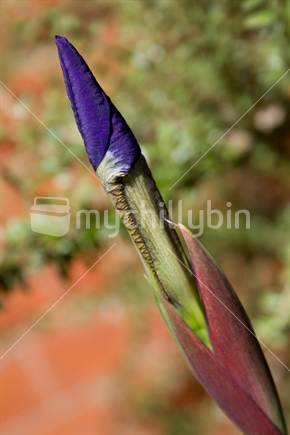 Purple Iris bud