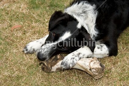 Dog gnawing an old bone