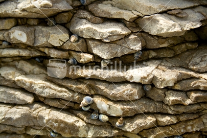 Layers of rock with sea snails

