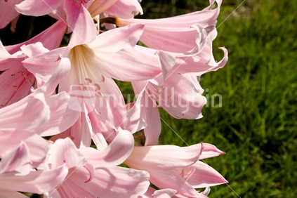 Belladonna lilies, "Naked Ladies" is their common name