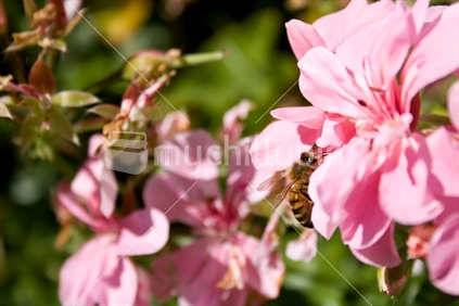 Pink geranium with bee