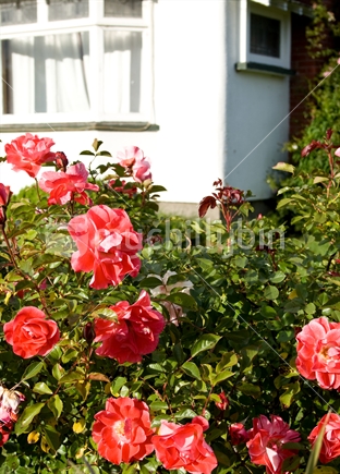 Garden with Matangi roses