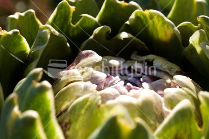 Globe artichoke flower