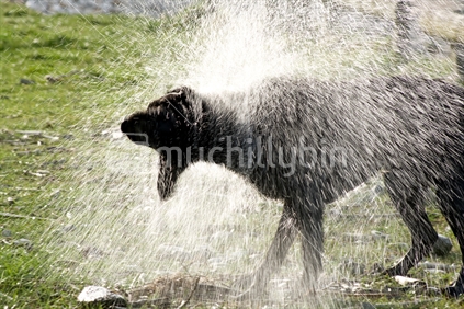 Wet dog, shaking 