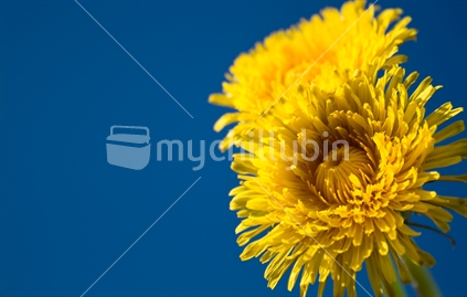 Dandelion flowers on right side of blue background