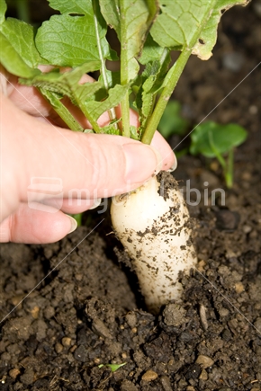 Picking a white radish from the garden