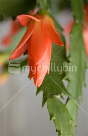 Orange "Christmas Cactus" houseplant, New Zealand.