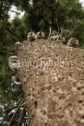 Looking up the trunk of a pine tree