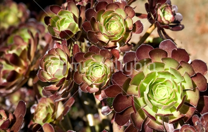 Succulent rosettes, green and bronze-red.