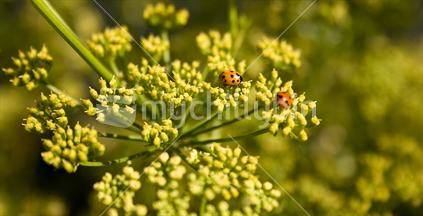 Ladybird (eating aphids) on fennel seedheads