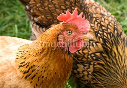 'New Hampshire Red' hen