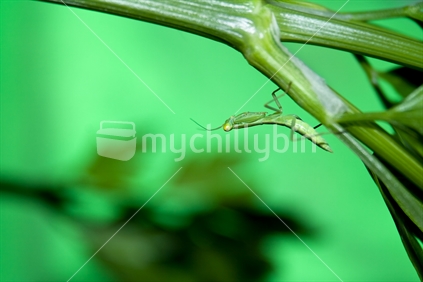 Juvenile praying mantis on young celery stalk.
