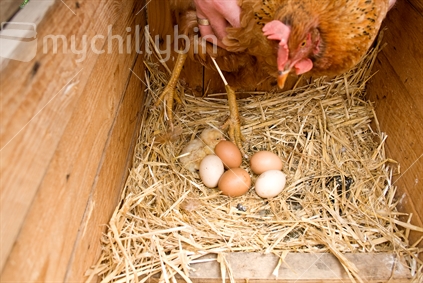 Making the flock larger, newborn chick in nesting box with unhatched eggs.