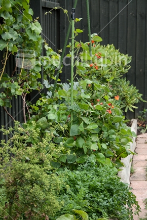 Vegetable garden in a narrow space