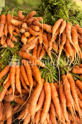 Bunches of spring carrots 