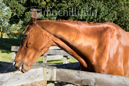 Gleaming sorrel horse biting a wooden rail
