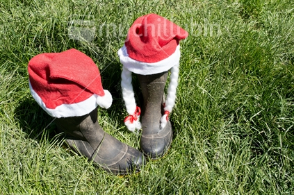 Gumboots in a paddock, with Mr and Mrs Santa Claus hats